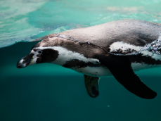 penguin