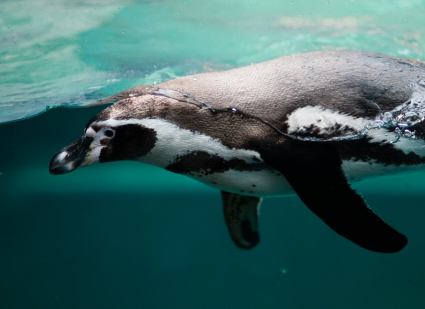 penguin